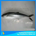 Congelado japonés mackerel precio